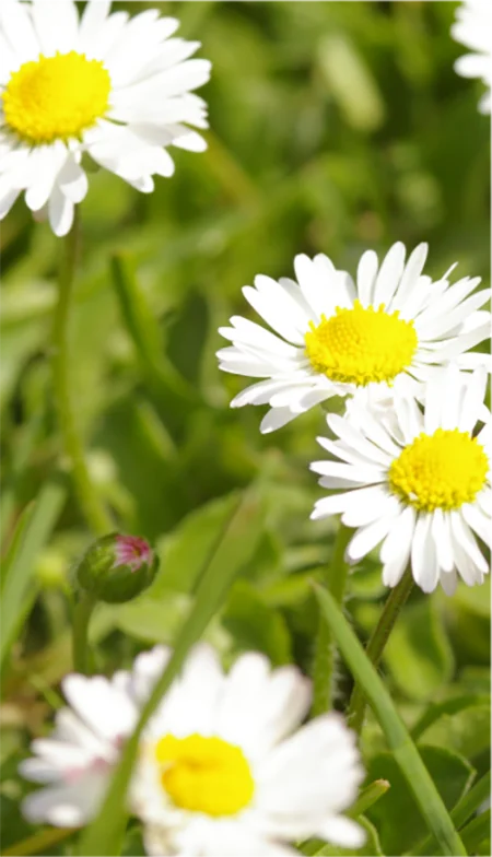 Naturheilpflanzen in der Naturheilpraxis Schmelz Behandlung bei Kopfschmerzen und Migräne